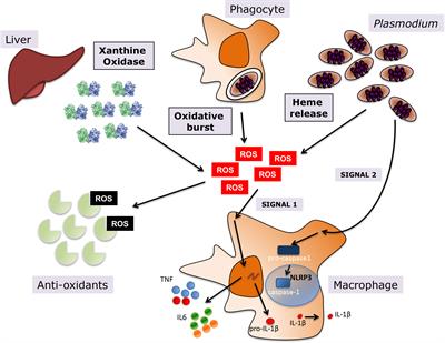 Frontiers | Oxidative Stress And Pathogenesis In Malaria